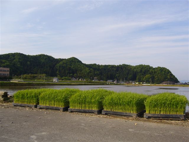 田植え準備